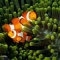 Animal Photos - National Geographic