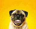 Animated, Funny, Gifs preview
