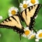 Butterfly Wallpapers