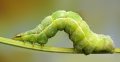 500px, Insects, Macro, Ondrej Pakan preview