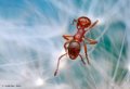 500px, Insects, Macro, Ondrej Pakan preview