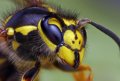 500px, Insects, Macro, Ondrej Pakan preview