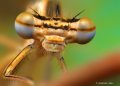 500px, Insects, Macro, Ondrej Pakan preview
