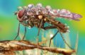 500px, Insects, Macro, Ondrej Pakan preview