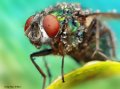 500px, Insects, Macro, Ondrej Pakan preview