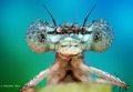 500px, Insects, Macro, Ondrej Pakan preview