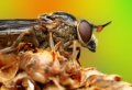500px, Insects, Macro, Ondrej Pakan preview