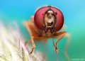 500px, Insects, Macro, Ondrej Pakan preview