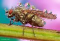 500px, Insects, Macro, Ondrej Pakan preview