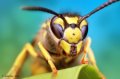 500px, Insects, Macro, Ondrej Pakan preview