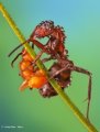 500px, Insects, Macro, Ondrej Pakan preview