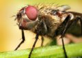 500px, Insects, Macro, Ondrej Pakan preview