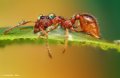 500px, Insects, Macro, Ondrej Pakan preview