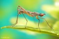 500px, Insects, Macro, Ondrej Pakan preview