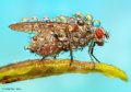 500px, Insects, Macro, Ondrej Pakan preview
