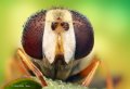 500px, Insects, Macro, Ondrej Pakan preview