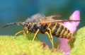 500px, Insects, Macro, Ondrej Pakan preview
