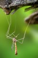 500px, Insects, Macro, Ondrej Pakan preview