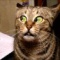 Funny Cats Animated GIFs