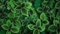 Unsplash, Wallpapers preview