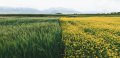 Unsplash, Wallpapers preview